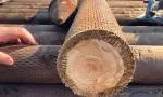 diameter 2